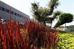 jardin16