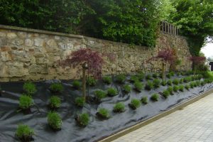 jardin19