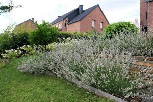 jardin4